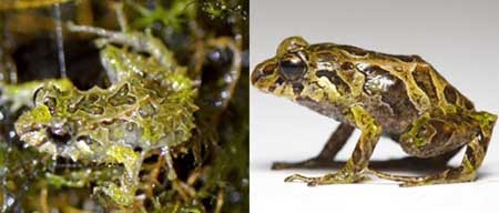 قورباغه ای با بدن خاردار! +عکس