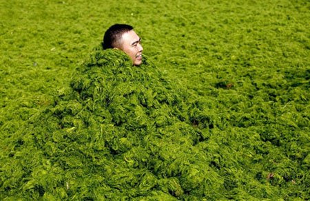 اخبار , اخبار گوناگون, شنا در جلبک‌های سبز