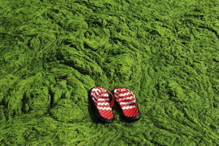 اخبار , اخبار گوناگون, شنا در جلبک‌های سبز