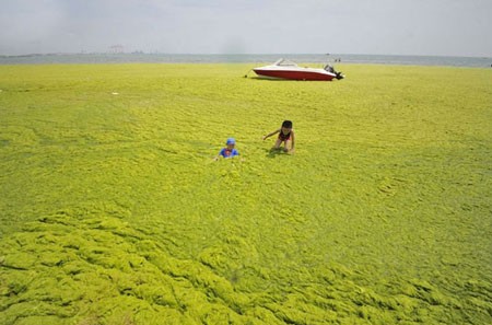 اخبار , اخبار گوناگون, شنا در جلبک‌های سبز