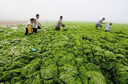 اخبار , اخبار گوناگون, شنا در جلبک‌های سبز