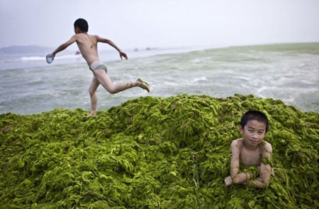 اخبار , اخبار گوناگون, شنا در جلبک‌های سبز