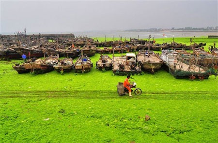 اخبار , اخبار گوناگون, شنا در جلبک‌های سبز