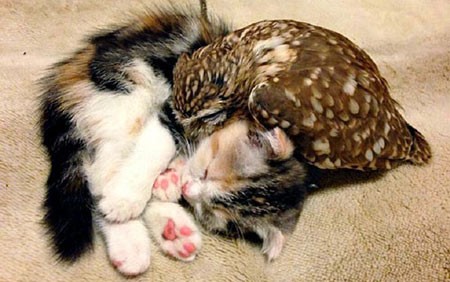 اخبار,اخبار گوناگون,زندگی جغد و گربه