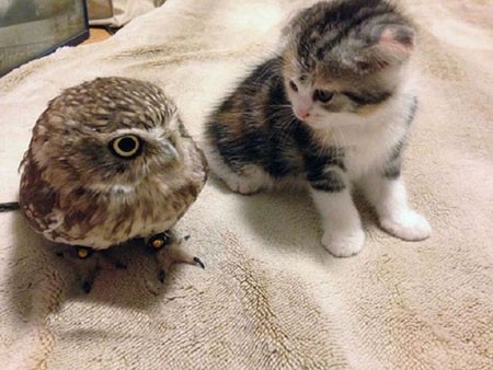 اخبار,اخبار گوناگون,زندگی جغد و گربه