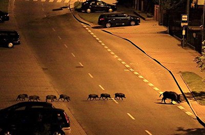 اخبار,اخبار گوناگون,حیوانات خبرساز اخبار,اخبار گوناگون,حیوانات خبرساز