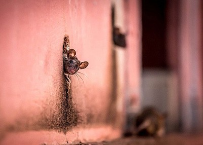 اخبار,اخبار گوناگون,حیوانات خبرساز اخبار,اخبار گوناگون,حیوانات خبرساز