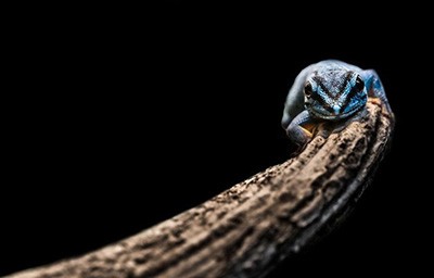 اخبار,اخبار گوناگون,حیوانات خبرساز اخبار,اخبار گوناگون,حیوانات خبرساز