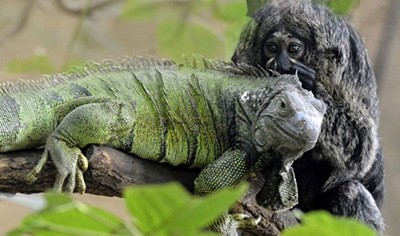 اخبار,اخبار گوناگون,حیوانات خبرساز اخبار,اخبار گوناگون,حیوانات خبرساز