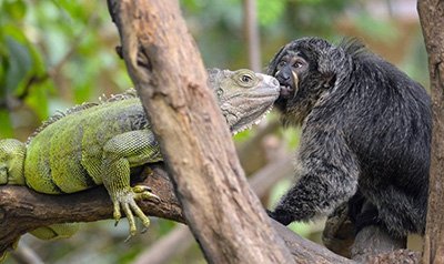 اخبار,اخبار گوناگون,حیوانات خبرساز اخبار,اخبار گوناگون,حیوانات خبرساز