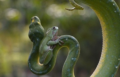 اخبار,اخبار گوناگون,حیوانات خبرساز اخبار,اخبار گوناگون,حیوانات خبرساز