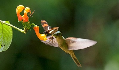 اخبار,اخبار گوناگون,حیوانات خبرساز اخبار,اخبار گوناگون,حیوانات خبرساز