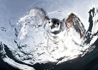 اخبار,اخبار امروز,اخبار جدید اخبار,اخبار امروز,اخبار جدید