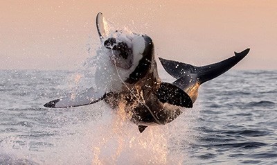 اخبار,اخبار امروز,اخبار جدید اخبار,اخبار امروز,اخبار جدید