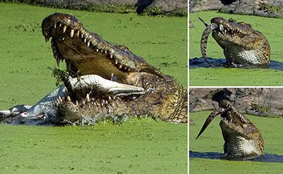 اخبار,اخبار گوناگون,تمساح اخبار,اخبار گوناگون,تمساح