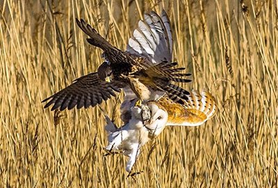 اخبار,اخبار گوناگون,مبارزه جغد و عقاب