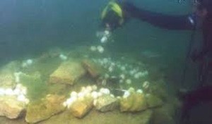 اخبار,اخبار اجتماعی,توپ جمع کن