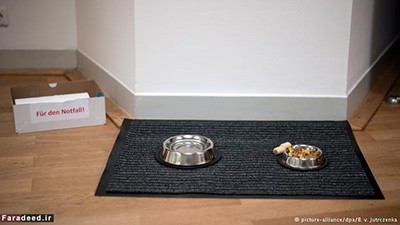 اخبار,اخبار وناگون,نقاشی برای سگ‌ها