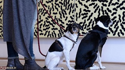 اخبار,اخبار وناگون,نقاشی برای سگ‌ها