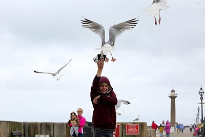 اخبار,اخبار گوناگون,مرغان دیوانه