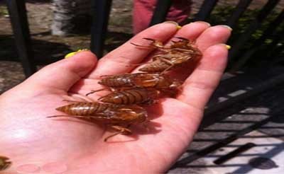 اخبار,اخبارگوناگون ,عجیب‌ترین مدل مو