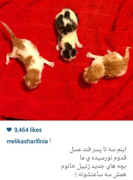 اخبار,اخبارفرهنگی , عکس بازیگران اخبار,اخبار فرهنگی , عکس بازیگران