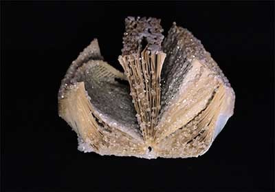 اخبار,اخبارگوناگون,کتاب‌های زیبا کریستالی 