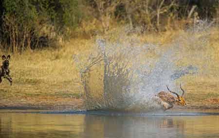 اخبار,اخبار گوناگون,فرار مرگبار ایمپالا اخبار,اخبار گوناگون,فرار مرگبار ایمپالا