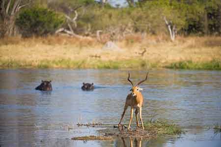 اخبار,اخبار گوناگون,فرار مرگبار ایمپالا اخبار,اخبار گوناگون,فرار مرگبار ایمپالا