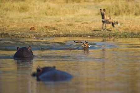 اخبار,اخبار گوناگون,فرار مرگبار ایمپالا اخبار,اخبار گوناگون,فرار مرگبار ایمپالا