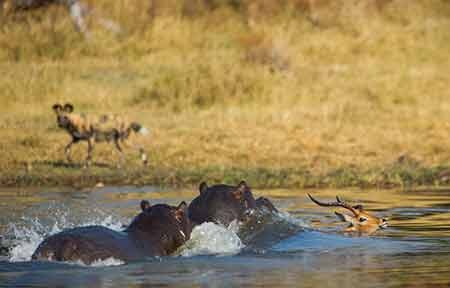 اخبار,اخبار گوناگون,فرار مرگبار ایمپالا اخبار,اخبار گوناگون,فرار مرگبار ایمپالا