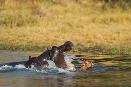 اخبار,اخبار گوناگون,فرار مرگبار ایمپالا اخبار,اخبار گوناگون,فرار مرگبار ایمپالا