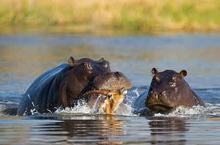 اخبار,اخبار گوناگون,فرار مرگبار ایمپالا اخبار,اخبار گوناگون,فرار مرگبار ایمپالا