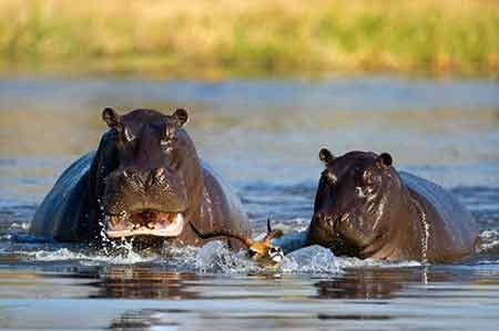 اخبار,اخبار گوناگون,فرار مرگبار ایمپالا اخبار,اخبار گوناگون,فرار مرگبار ایمپالا