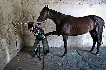 اخیار,اخبار گوناگون,تنها دختر نعلبند ایران اخیار,اخبار گوناگون,تنها دختر نعلبند ایران