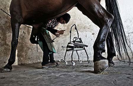 اخیار,اخبار گوناگون,تنها دختر نعلبند ایران اخیار,اخبار گوناگون,تنها دختر نعلبند ایران