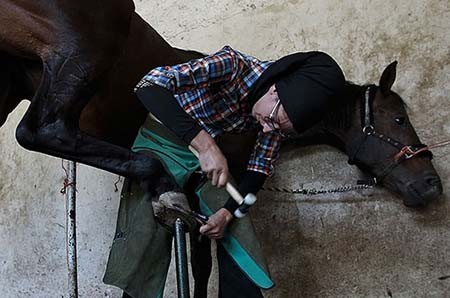 اخیار,اخبار گوناگون,تنها دختر نعلبند ایران اخیار,اخبار گوناگون,تنها دختر نعلبند ایران