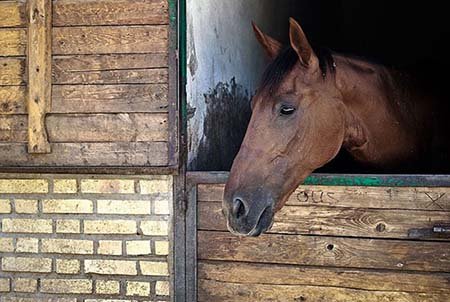 اخیار,اخبار گوناگون,تنها دختر نعلبند ایران اخیار,اخبار گوناگون,تنها دختر نعلبند ایران