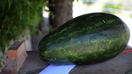 اخبار , اخبار گوناگون,تزیین هندوانه,تزیین هندوانه به شکل اژدها