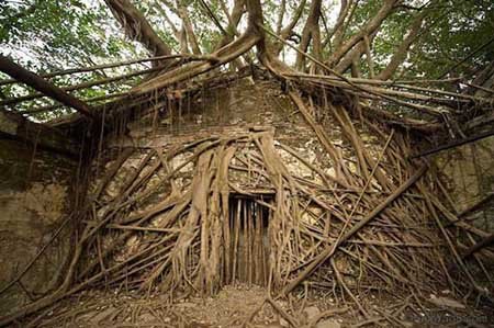 مکانی پوشیده شده با ریشه های درخت