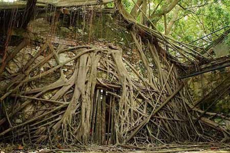 مکانی پوشیده شده با ریشه های درخت