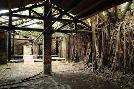 مکانی پوشیده شده با ریشه های درخت