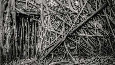 مکانی پوشیده شده با ریشه های درخت