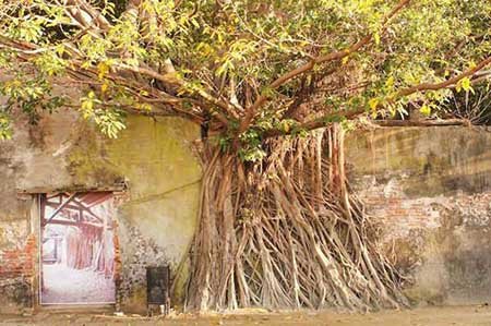 مکانی پوشیده شده با ریشه های درخت