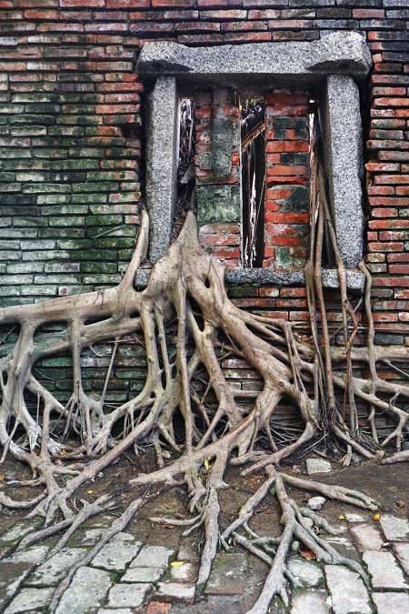 مکانی پوشیده شده با ریشه های درخت