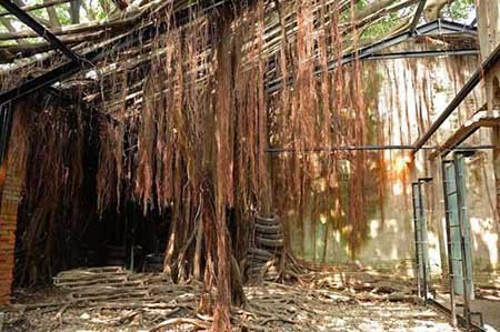 مکانی پوشیده شده با ریشه های درخت