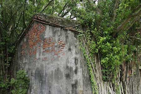 مکانی پوشیده شده با ریشه های درخت