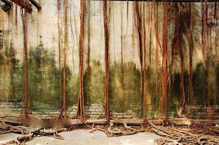 مکانی پوشیده شده با ریشه های درخت