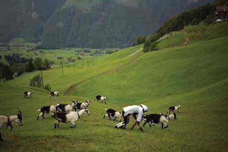 مردی که تصمیم گرفت بُز شود