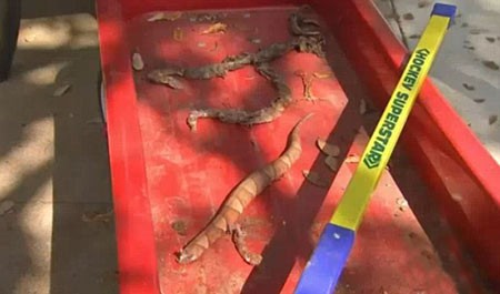 اخبار,اخبار گوناگون,کشتن مارهای سمی